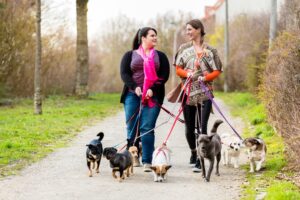 Pomysł na biznes - Pet sitter